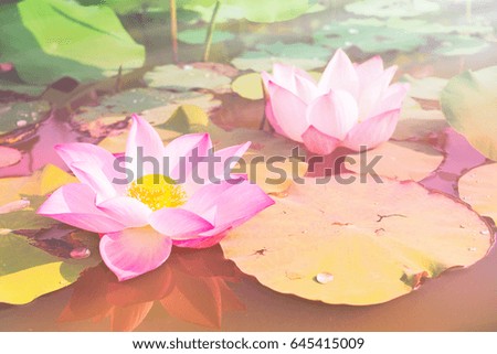 beautiful pink lotus flower in pond, pastel color
