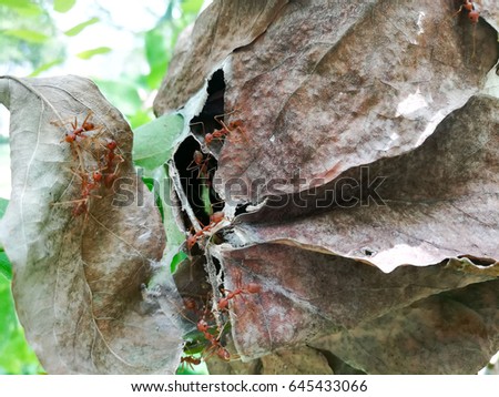 ant's nest from dry leaves in the forest