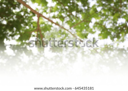 Blurred Nature tree forest under sunlight bright background on top picture, Nature abstract bokeh soft green background plant, summer tree fresh texture background, blur woodland background bokeh tree