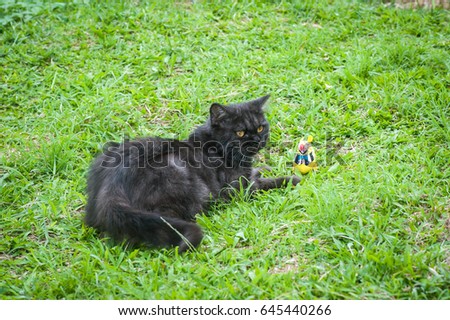 Black Cat Playing With Toy on The Grass.