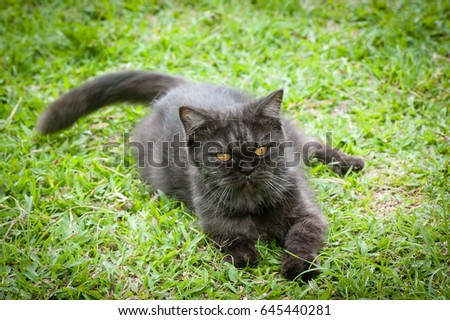 Black Cat Playing With Toy on The Grass