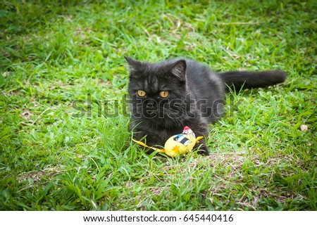 Black Cat Playing With Toy in The Grass