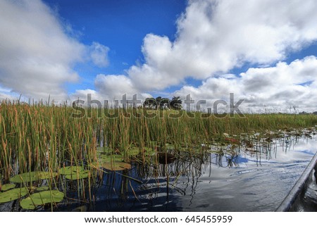 Picture of the landscape in the Okavango delta, Botswana.