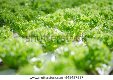 Organic hydroponic vegetable cultivation farm. Hydroponic green vegetable in farm plant market. Green hydroponic organic salad vegetable. Organic hydroponic vegetable cultivation farm at countryside.