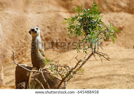 Meerkat in a zoo. Animal photographed in captivity. Valencia, Spain.