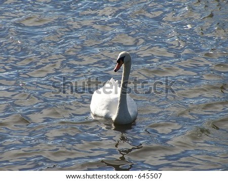 swan swimming on canal