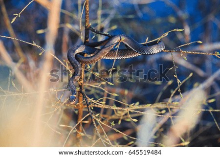 Grass snake (Natrix natrix) near the water. Ringed snake. Water snake. Reptile. Reptilian.