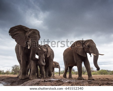 Elephant Gathering. A small group of elephants gather at a waterhole on a summer's day under threatening skies. 