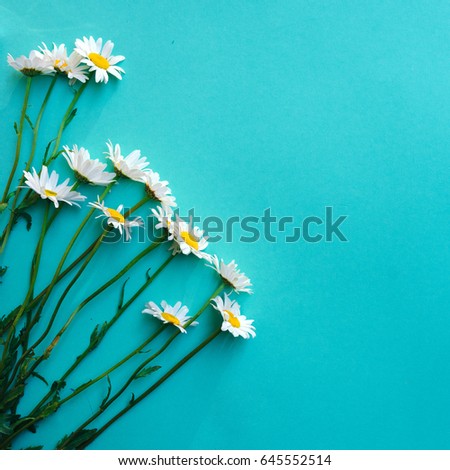 Bouquet of chamomile flowers on aqua background. Summer flowers with copy space for text. Flat lay. Top view