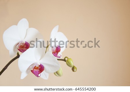 Beautiful orchid on an orange background