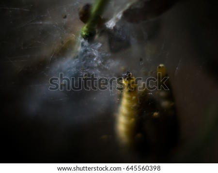 Caterpillars in the nest, detail background