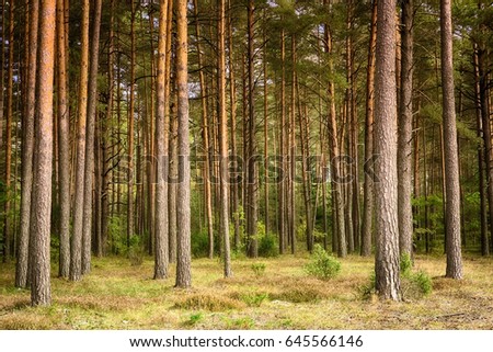 Beautiful landscape of pine forest in summer day. Nature Wallpaper. The tall trees of the pine trees growing in the old forest.