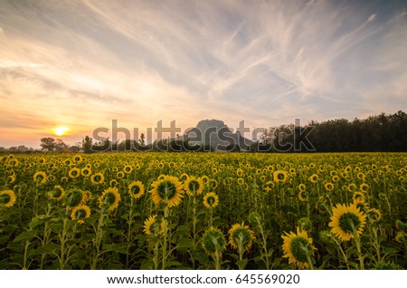 Sunflowers field with sunrise and mountain in the morning, Field of sunflowers in Thailand. Yellow sunflowers over mountains and blue sky, Sunflower in a garden in summer at a sunny day.