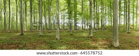 Beech wood landscape in spring