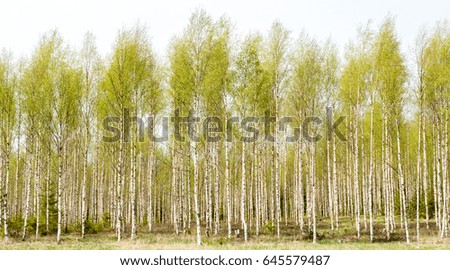 Birch wood landscape in spring