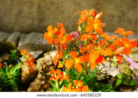 little orange color flowers blossom