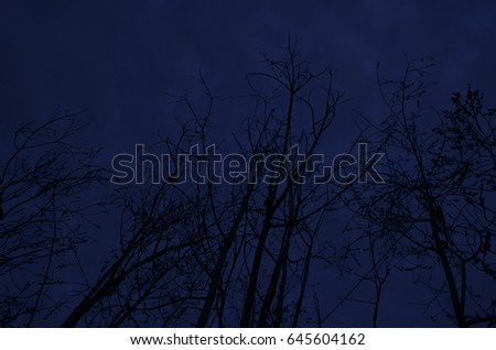 Dark forest. Creepy trees in the dark. Dark blue sky and black trees. Horror atmosphere
