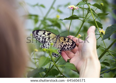 Close up photo of big butterfly stand on a female hand.