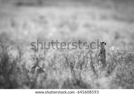 Meerkat on the lookout in black and white in the Kgalagadi Transfrontier Park, South Africa.