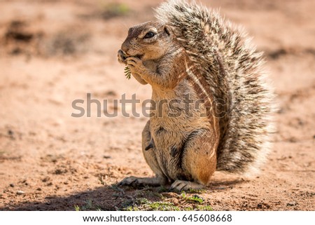 Ground squirrel eating in the Kgalagadi Transfrontier Park, South Africa. Royalty-Free Stock Photo #645608668