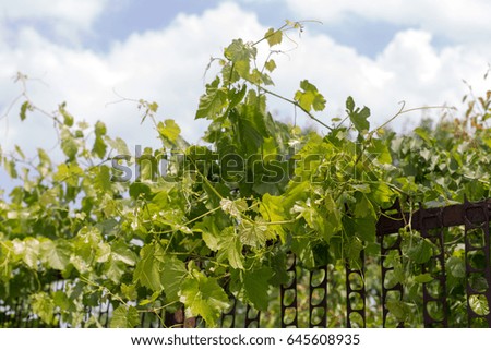 Leaves of grapes on a fence