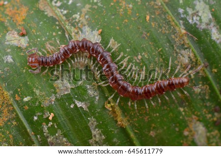 macro image of a milipede
