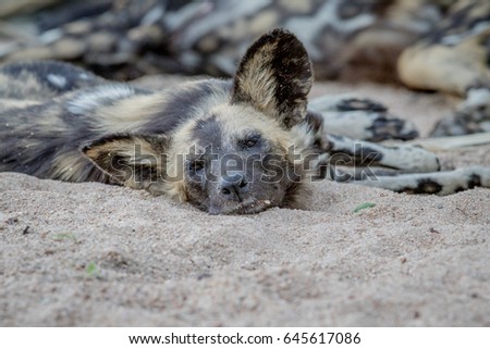 African wild dog laying in the sand and starring at the camera in the Kruger National Park, South Africa.