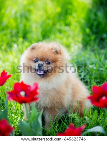 Pomeranian dog in red tulips in a park. Beautiful dog in flowers