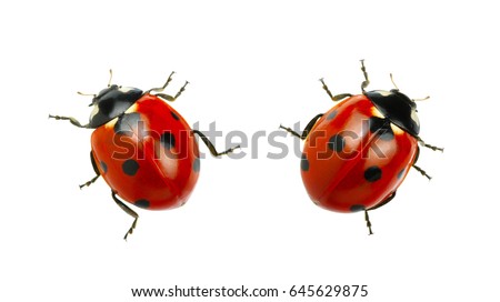  Ladybug isolated on white background Royalty-Free Stock Photo #645629875