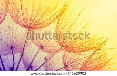Abstract dandelion flower background. Seed macro closeup. Soft focus . Spring nature Royalty-Free Stock Photo #645629902