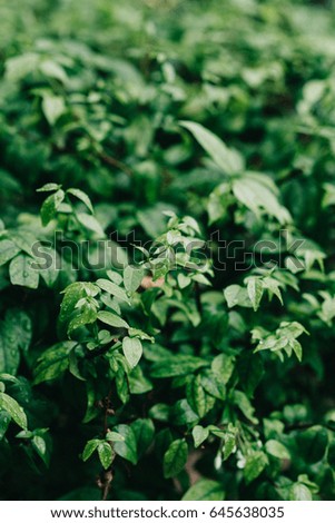 green leaf background vintage color