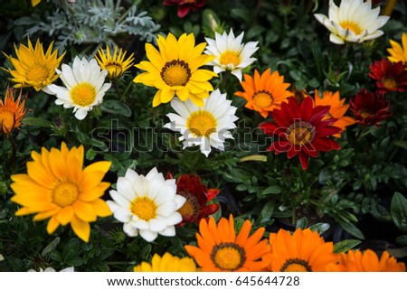 Bright white,orange, yellow and red Gazania flower of splendens genus asteraceae in daylight