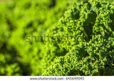 Background of green decorative cabbage (Frostara). Nature pattern. Organic texture. Fresh Cabbage (brassica oleracea). Green cabbage with fringed edges. Leaves with fringe. Full filled frame picture.