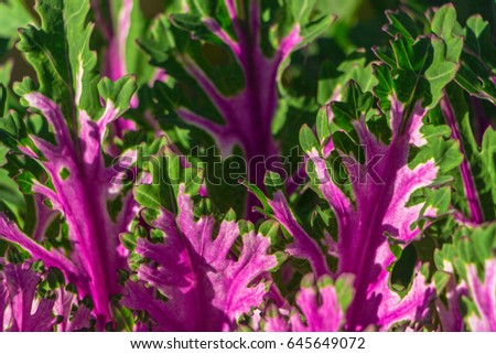 Background of decorative cabbage (Red feather). Nature pattern. Organic texture. Fresh Cabbage (brassica oleracea). Light shining through leaves colored in violet and green. Full filled frame picture.