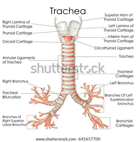 Medical Education Chart of Biology for Trachea Diagram. Vector illustration Royalty-Free Stock Photo #645657700