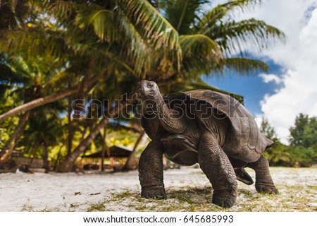 Giant turtles on Curieuse Island. Seychelles.  Royalty-Free Stock Photo #645685993