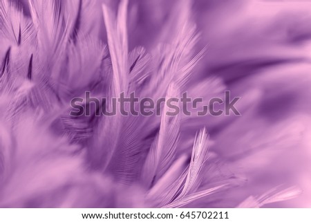 Purple of chicken feathers in soft and blur style for the background