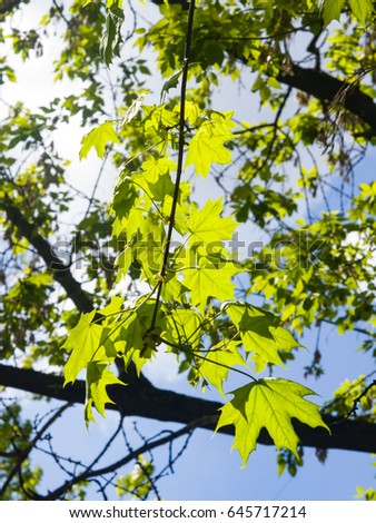 Leaves of norway maple tree backlited by sunlight in dusk, selective focus, shallow DOF.