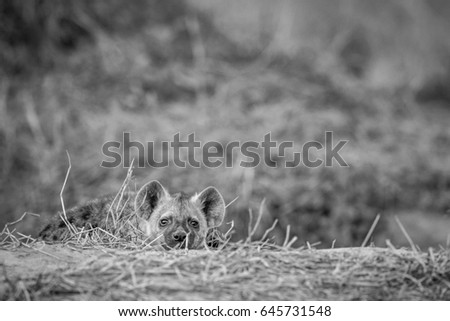 Young Spotted hyena starring at the camera in black and white in the Chobe National Park, Botswana.