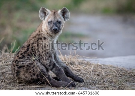 Young Spotted hyena sitting down in the Chobe National Park, Botswana.