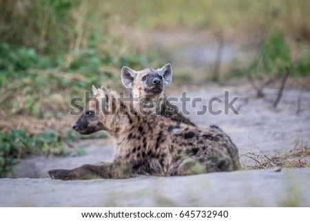 Two young Spotted hyenas laying down in the Chobe National Park, Botswana.
