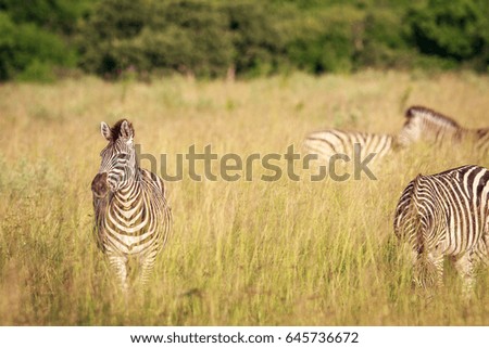 Zebra in the high grass starring at the camera in the Chobe National Park, Botswana.