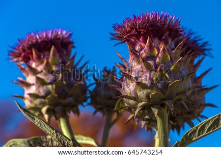 Spiked cardoon (Rouge d'Alger Cardoon) also called the artichoke thistle, cardone, thistle-like plant. Natural green agricultural picture. Big buds with sharp leaves on blue sky background. 