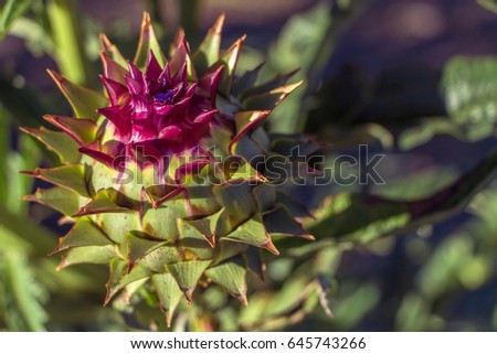 Spiked cardoon (Rouge d'Alger Cardoon) also called the artichoke thistle, cardone, thistle-like plant. Natural green agricultural picture. Big buds with sharp leave. Filled full frame picture.
