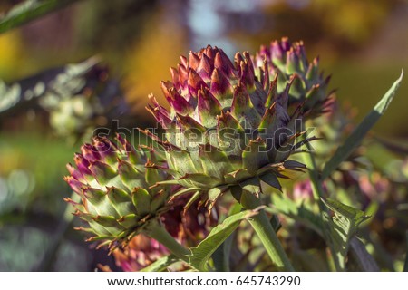 Spiked cardoon (Rouge d'Alger Cardoon) also called the artichoke thistle, cardone, thistle-like plant. Natural green agricultural picture. Big buds with sharp leave. Filled full frame picture.