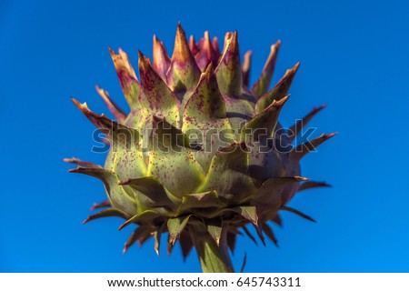 Spiked cardoon (Rouge d'Alger Cardoon) also called the artichoke thistle, cardone, thistle-like plant. Natural green agricultural picture. Big buds with sharp leaves on blue sky background. 