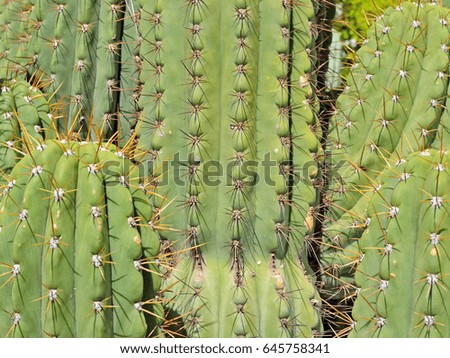 Cactus thicket in the desert outdoors, background