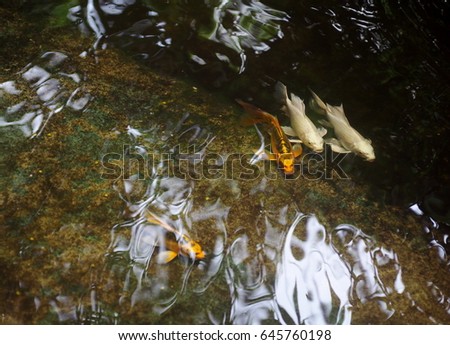 abstract water ripple surface  with small young long tail white silver yellow gold colour KOI fish swimming in home garden natural fish pond with plant leaves shadows and  sky hi-light reflection