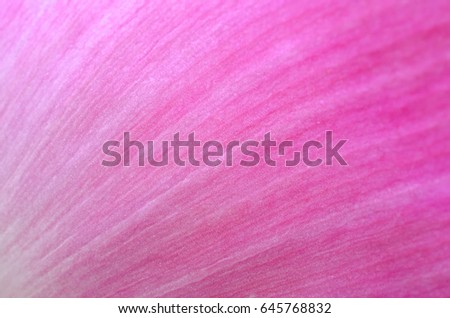 Close up photo image of pink lotus petal, macro detail of leaf texture, flowery pattern as background, overlay for art work Royalty-Free Stock Photo #645768832