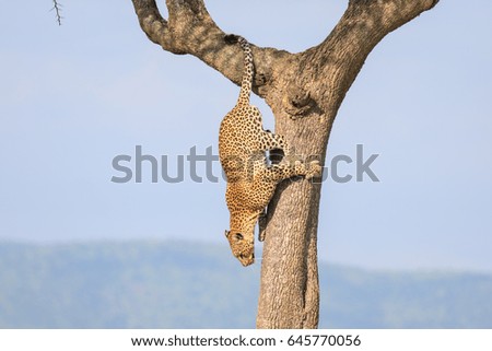 Leopard at Serengeti Tanzania
